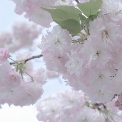 Furry绘画技巧合集福瑞群